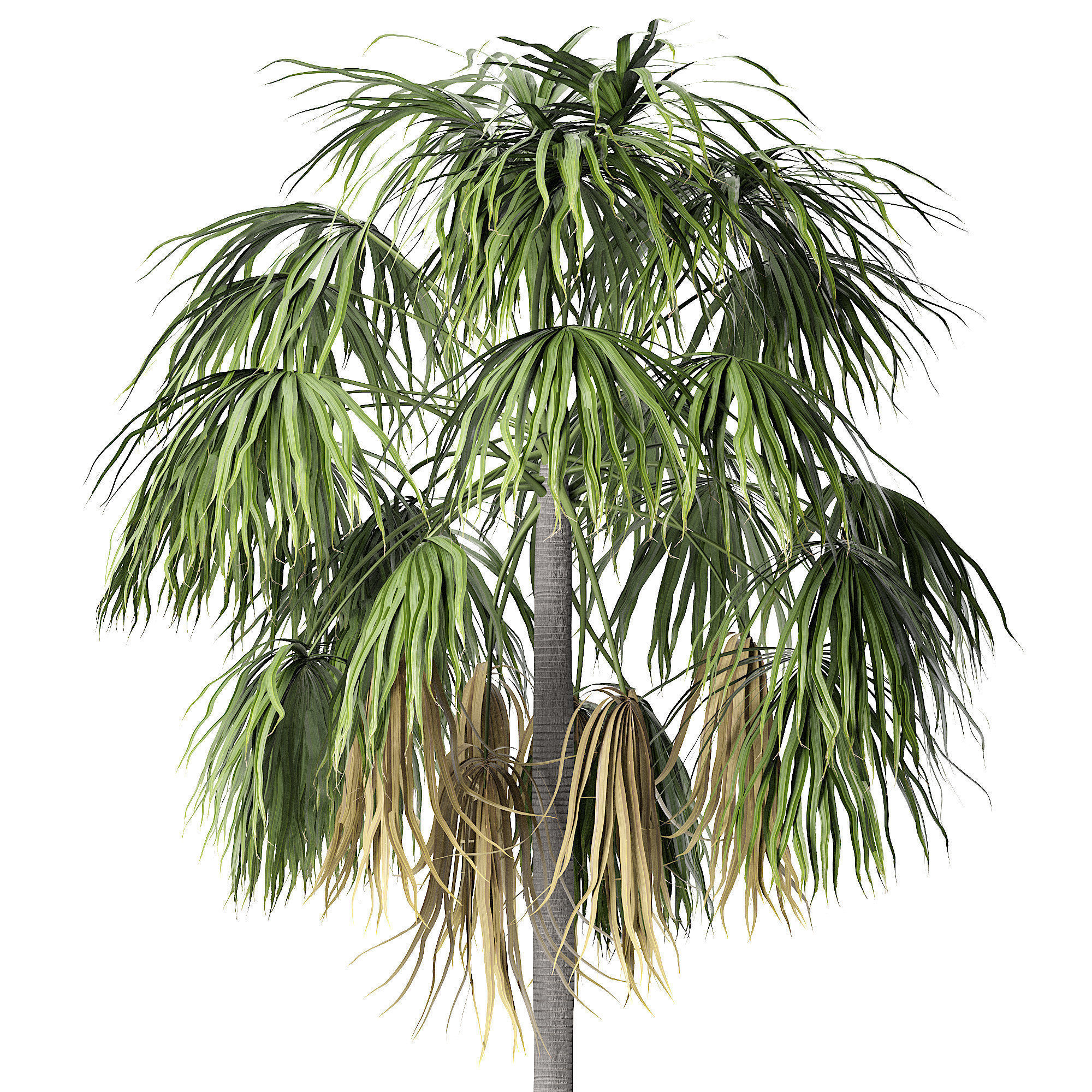 Sabal Palm  Low-poly 3D model_2