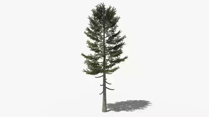 Pine v3 Low-poly 3D model