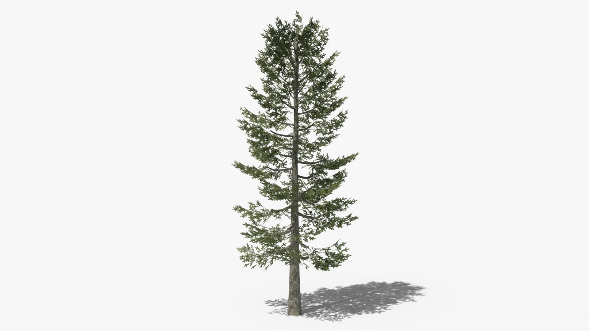 Pine v4 Low-poly 3D model_3