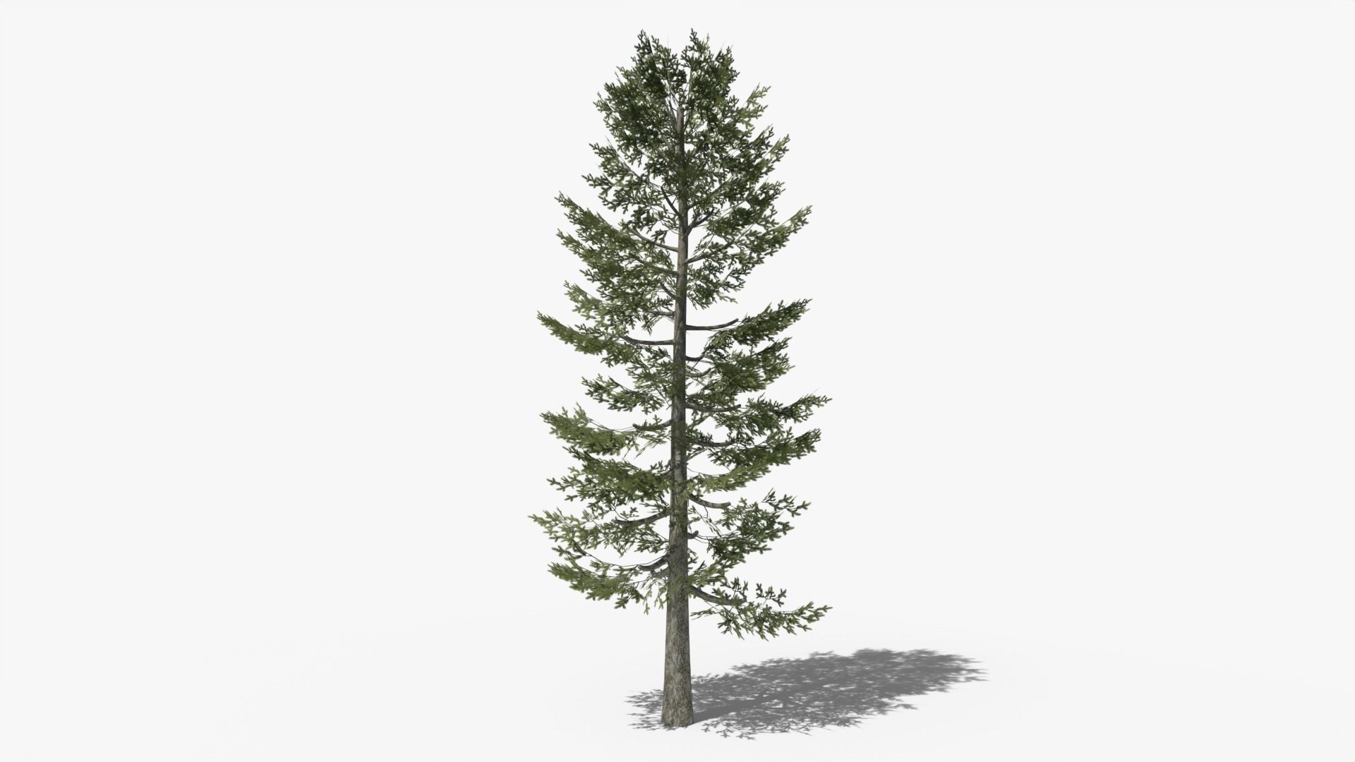 Pine v4 Low-poly 3D model_2