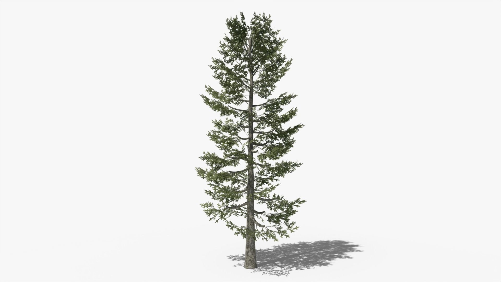 Pine v4 Low-poly 3D model_1