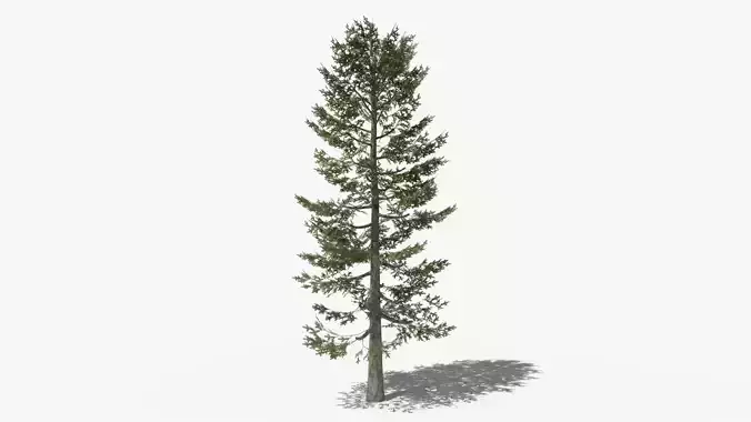 Pine v4 Low-poly 3D model