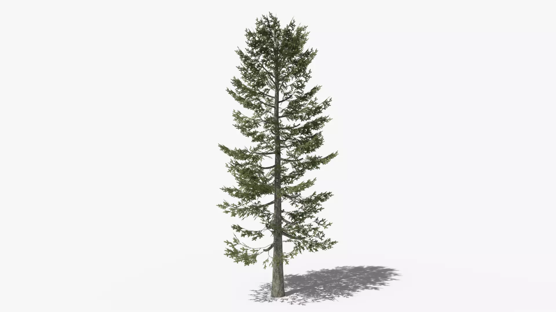 Pine v4 Low-poly 3D model_0