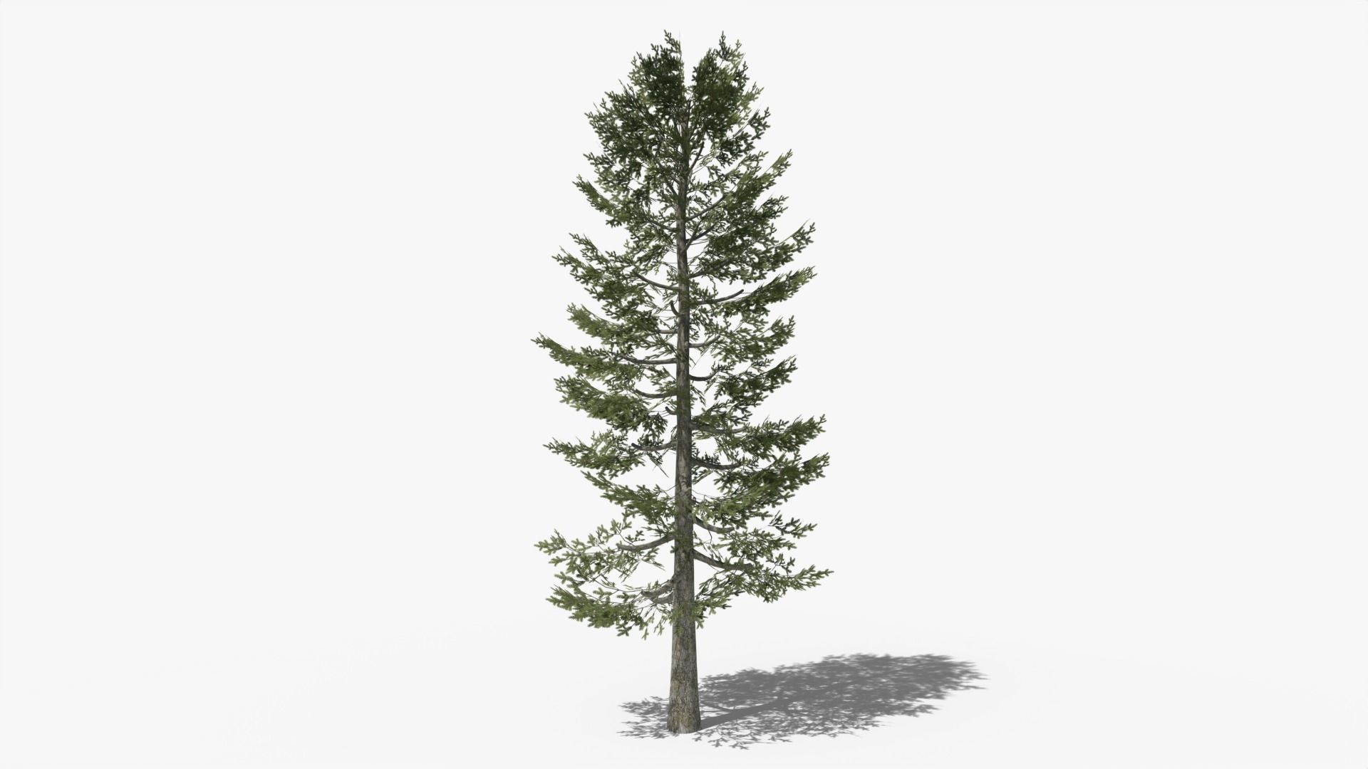 Pine v4 Low-poly 3D model_4