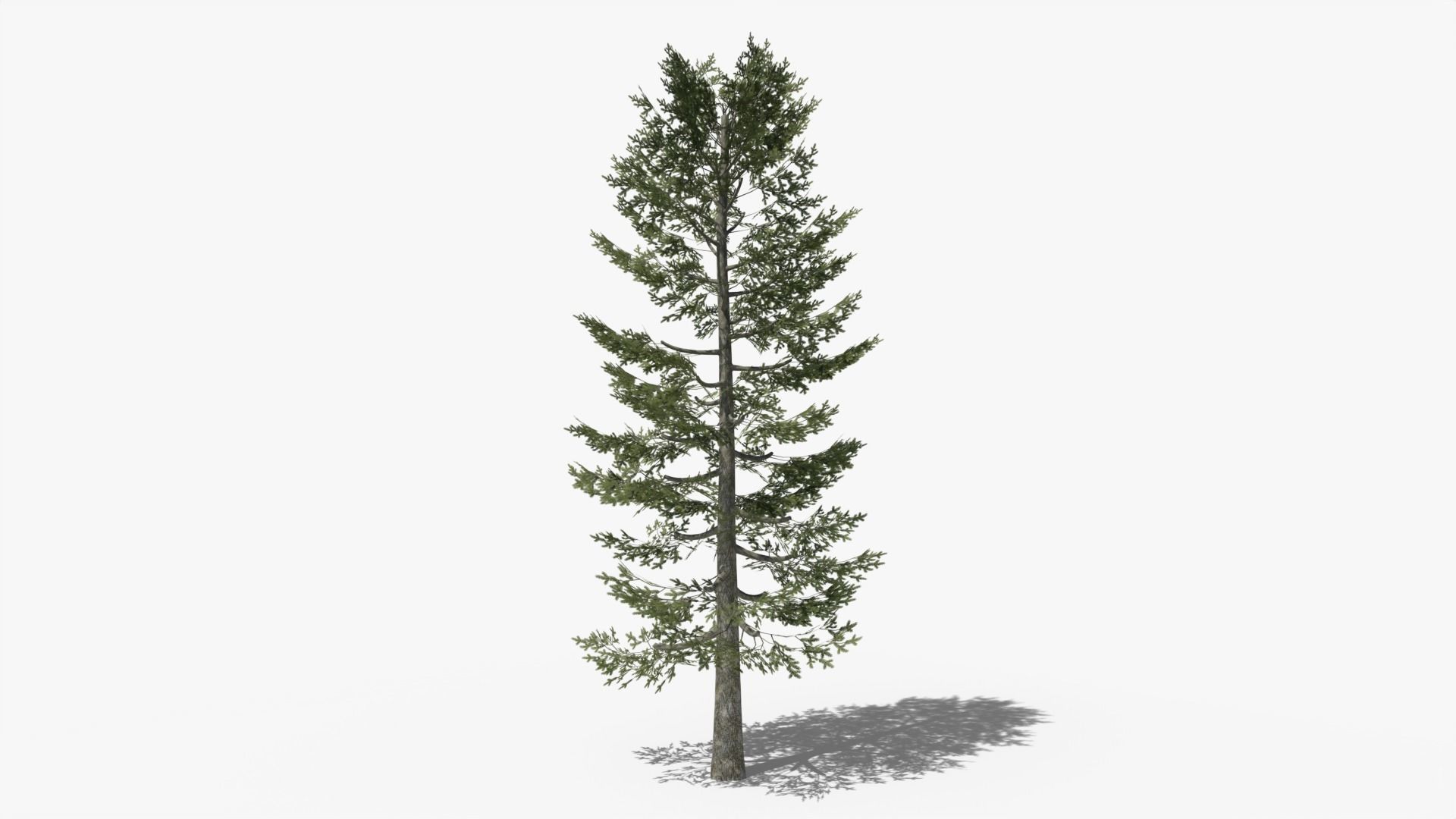 Pine v4 Low-poly 3D model_5