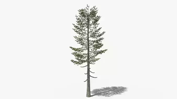 Pine v5 Low-poly 3D model