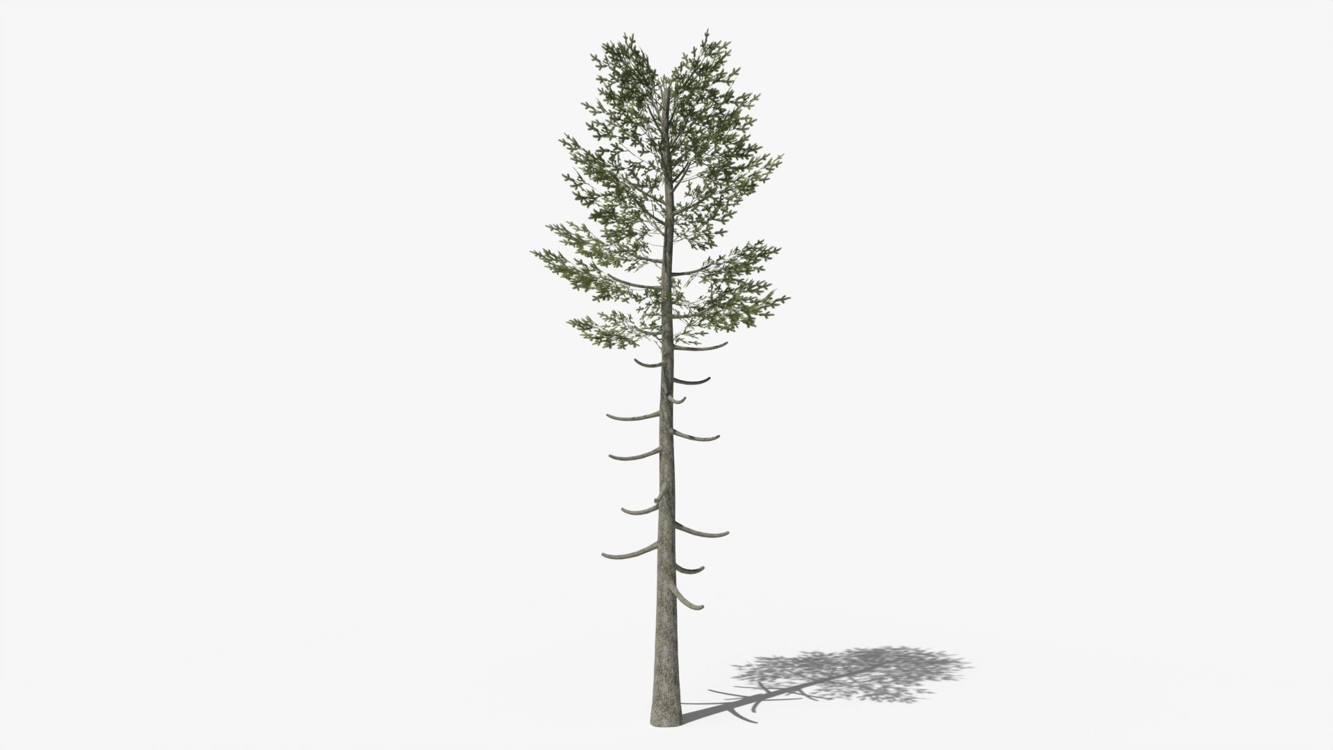 Pine v6 Low-poly 3D model_1