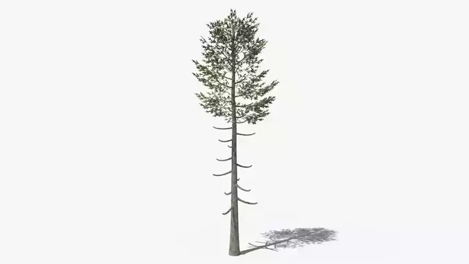 Pine v6 Low-poly 3D model