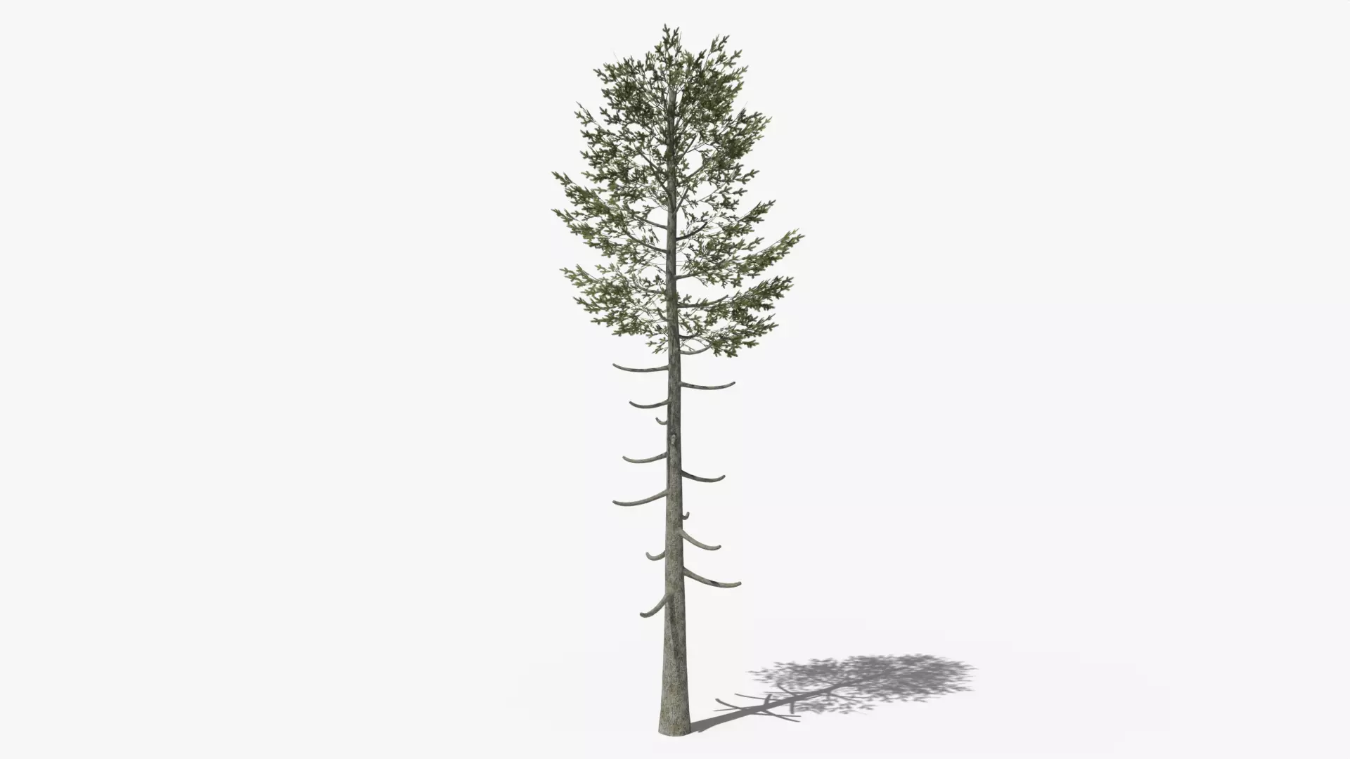 Pine v6 Low-poly 3D model_0