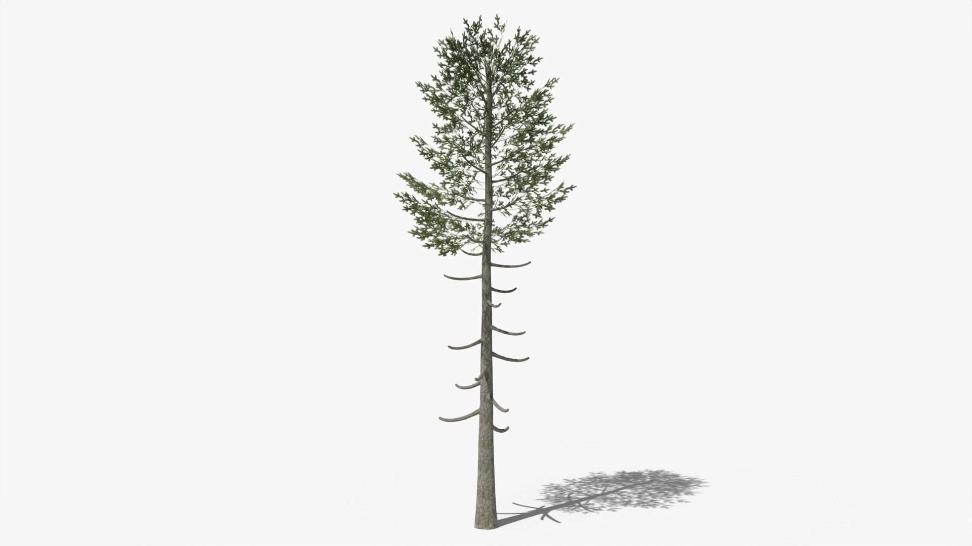 Pine v6 Low-poly 3D model_3