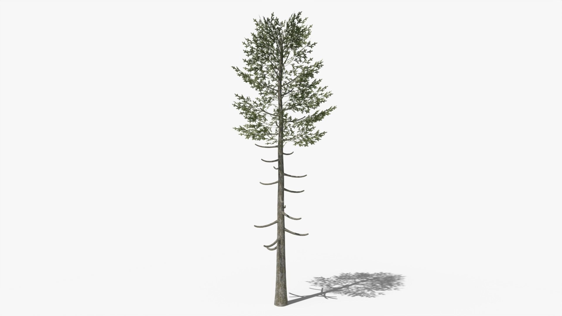 Pine v6 Low-poly 3D model_4