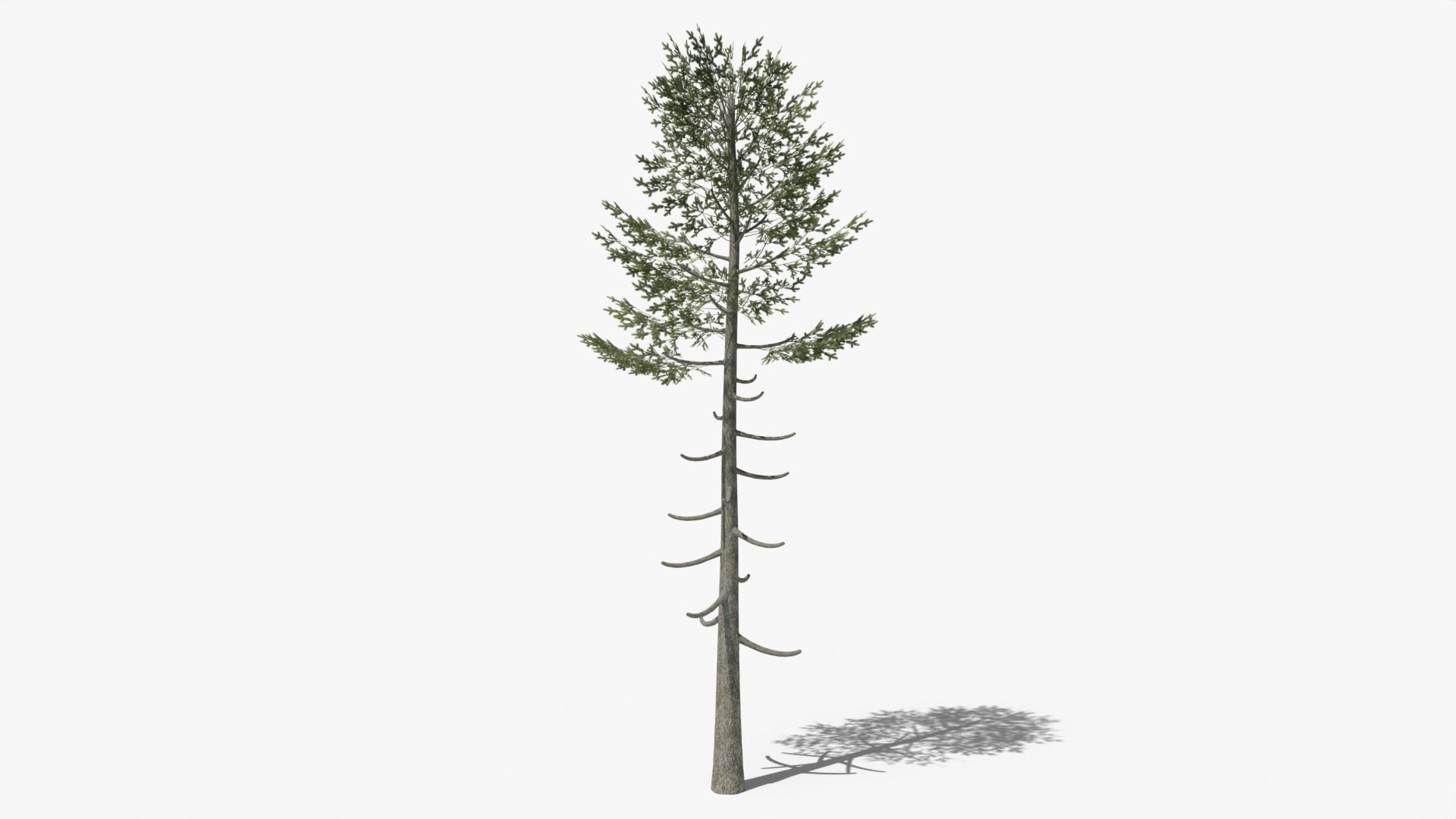 Pine v6 Low-poly 3D model_2