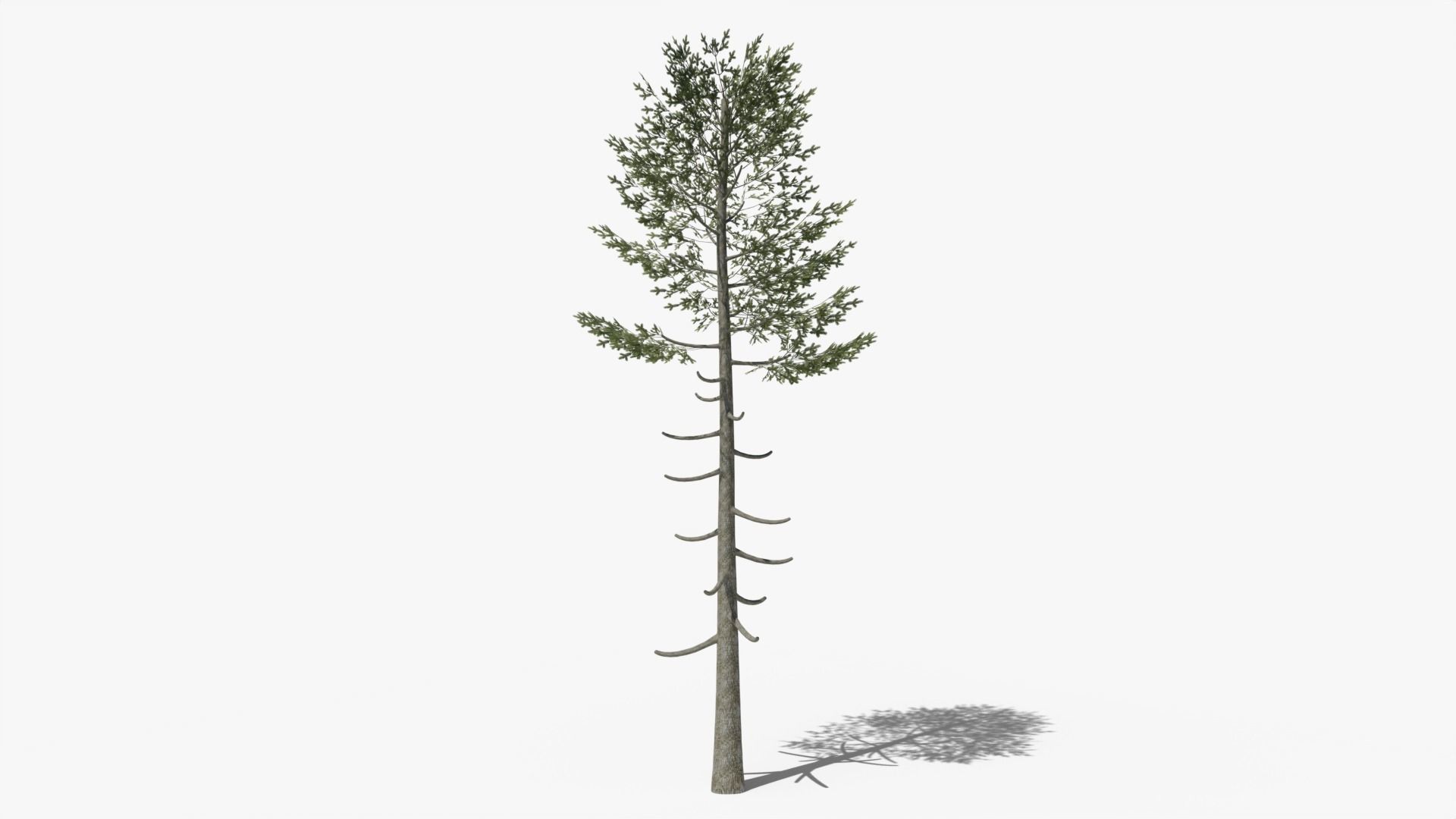 Pine v6 Low-poly 3D model_5