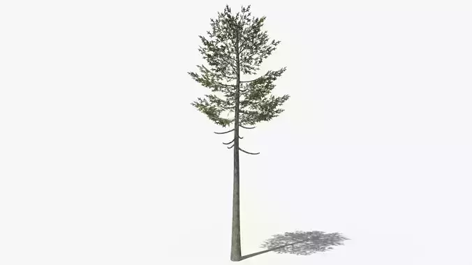 Pine v7 Low-poly 3D model