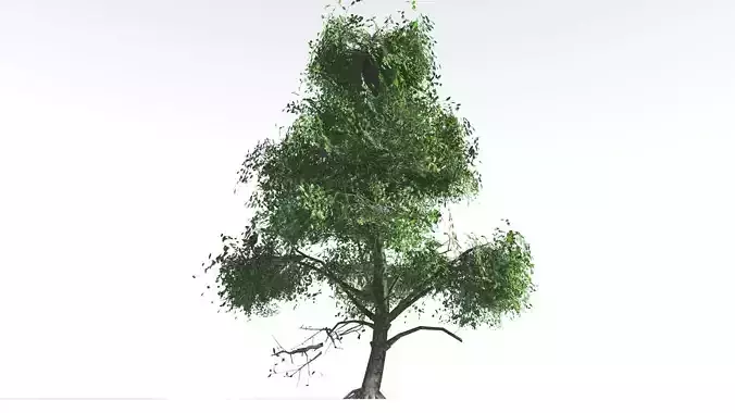 EVERYPlant Ribbonwood LowPoly 1 --18 Models-- Low-poly 3D model