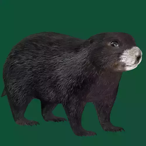 Vancouver Island Marmot Rodent