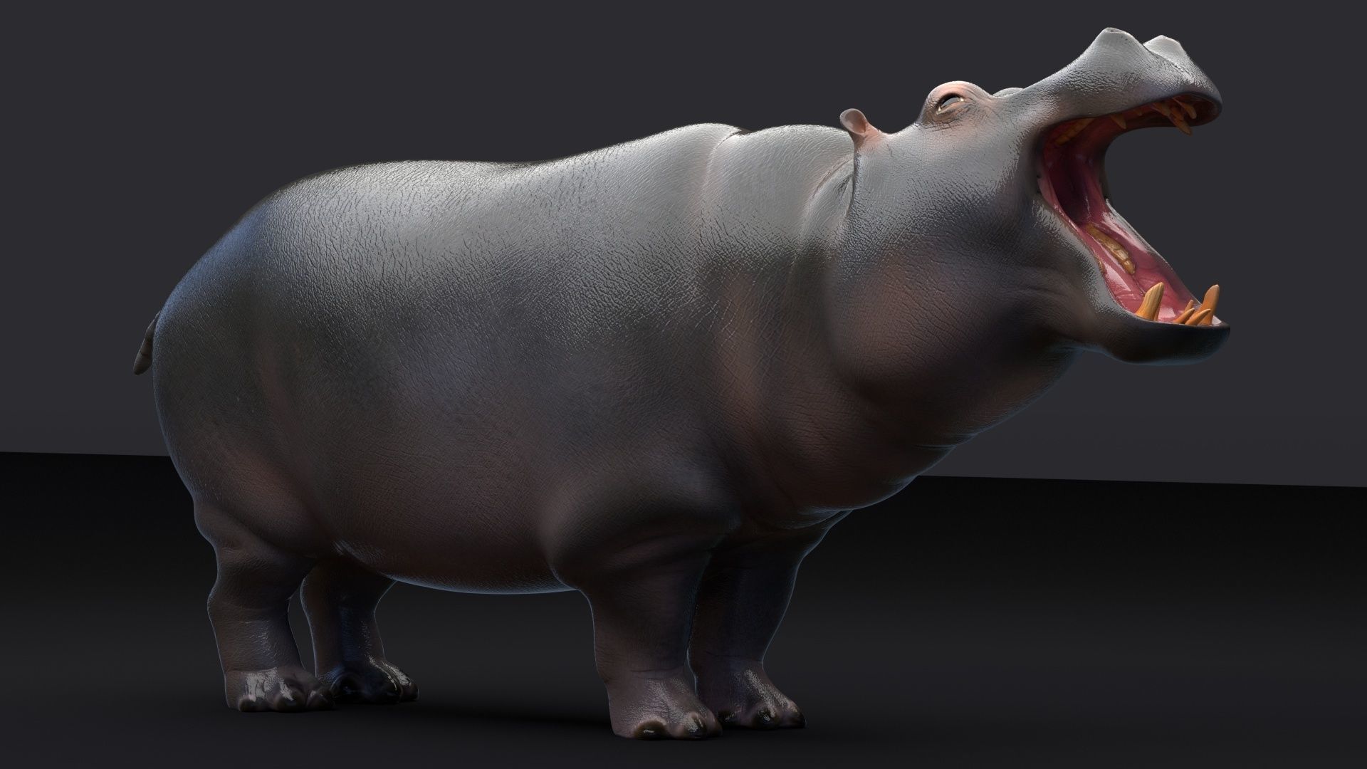 Hippopotamus 3D model_6