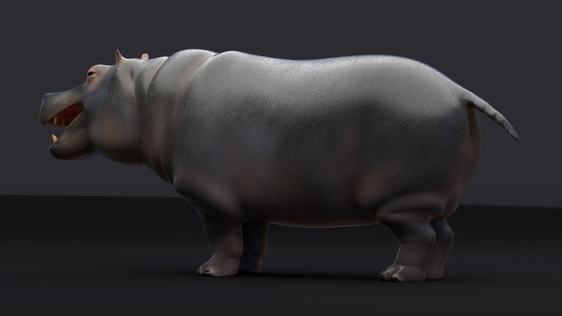 Hippopotamus 3D model_8