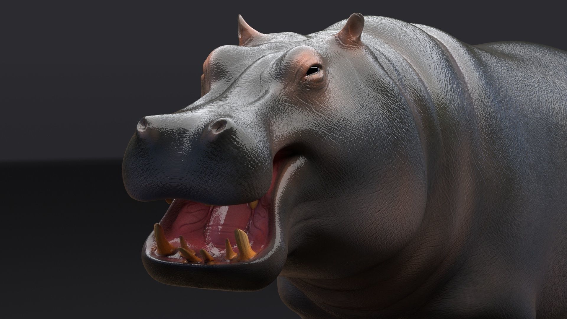 Hippopotamus 3D model_5