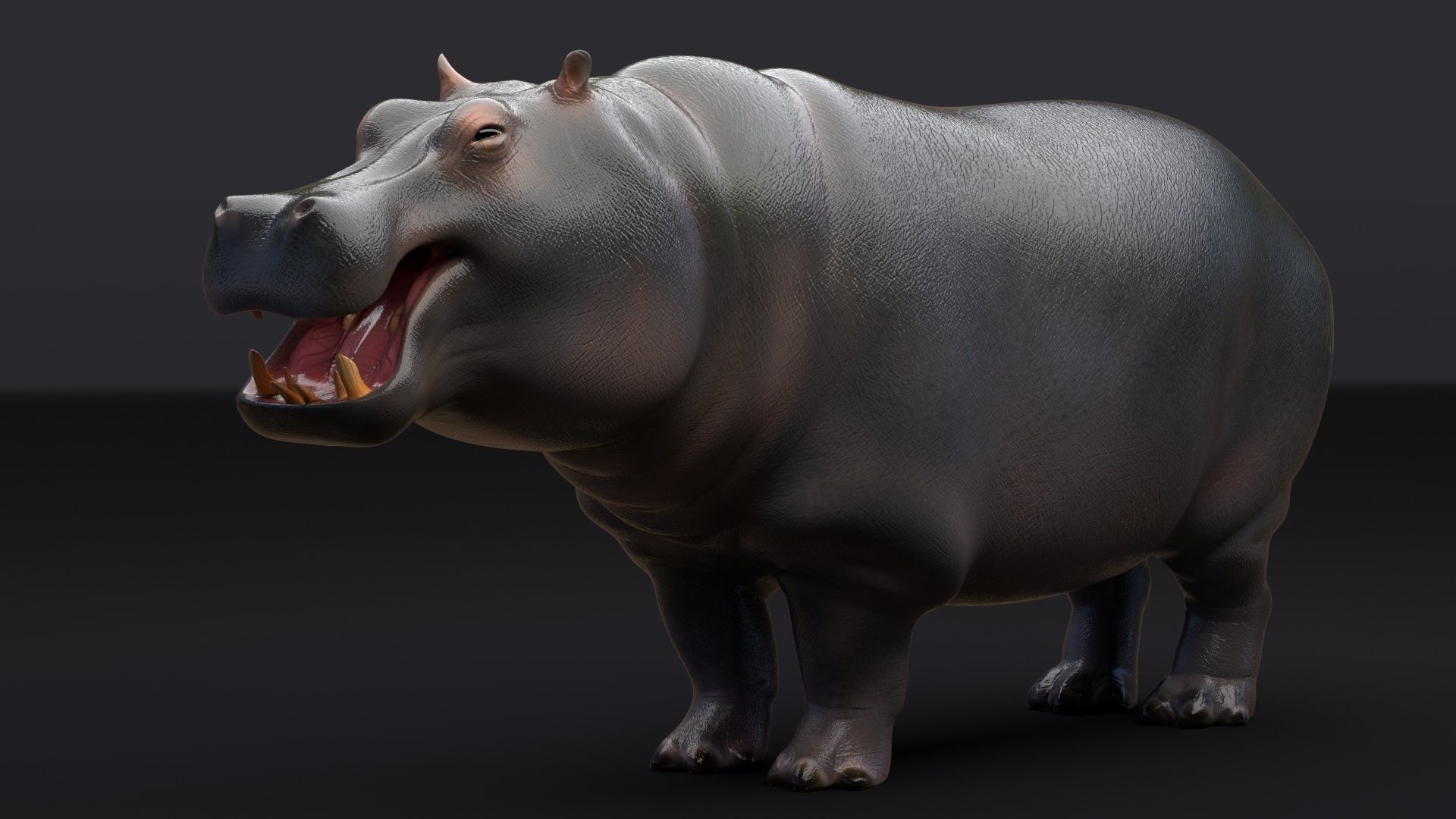 Hippopotamus 3D model_31