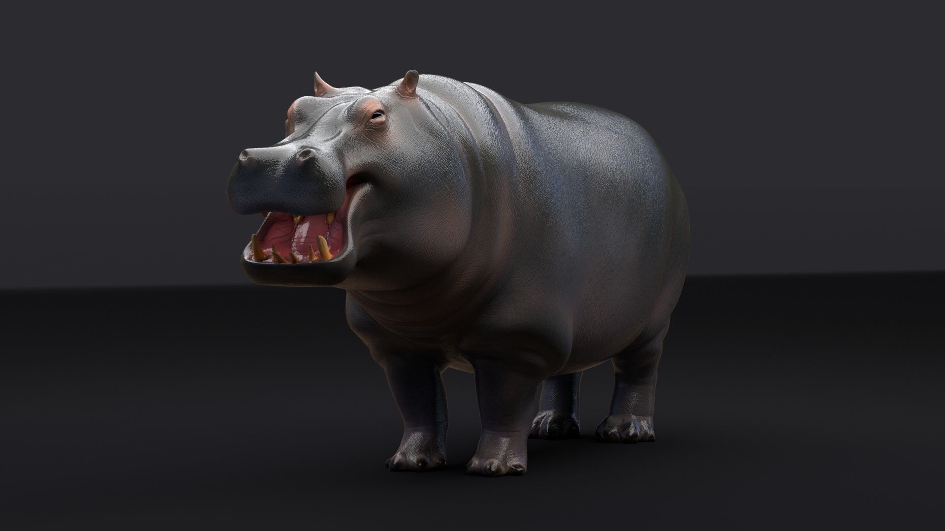 Hippopotamus 3D model_9