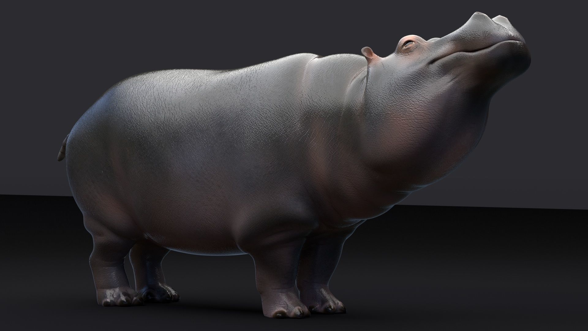 Hippopotamus 3D model_2