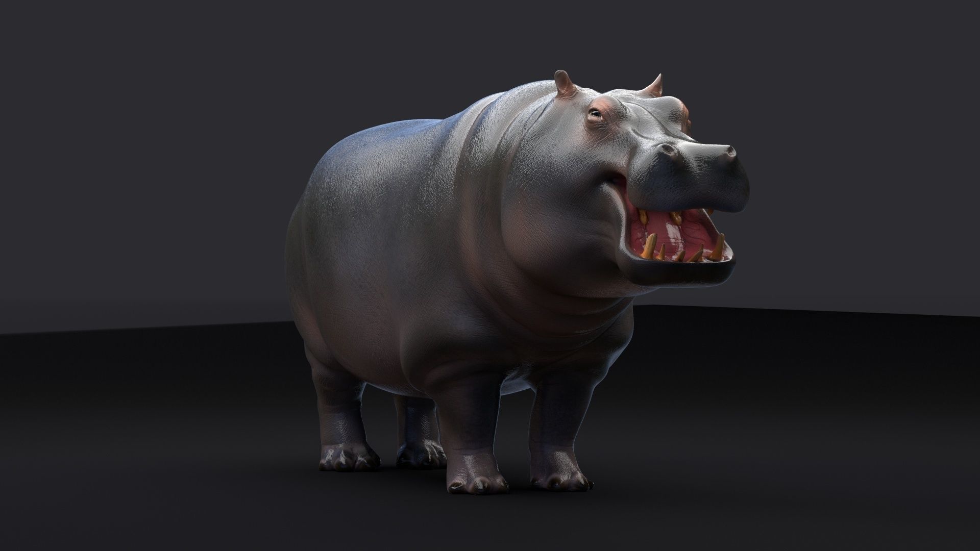 Hippopotamus 3D model_17