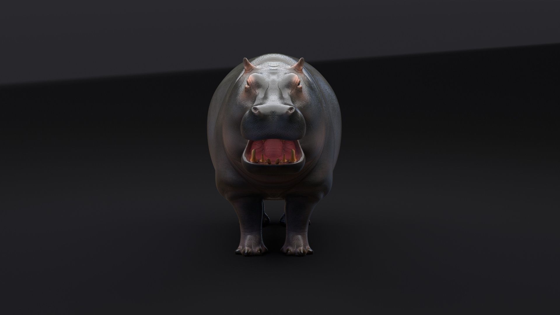 Hippopotamus 3D model_13