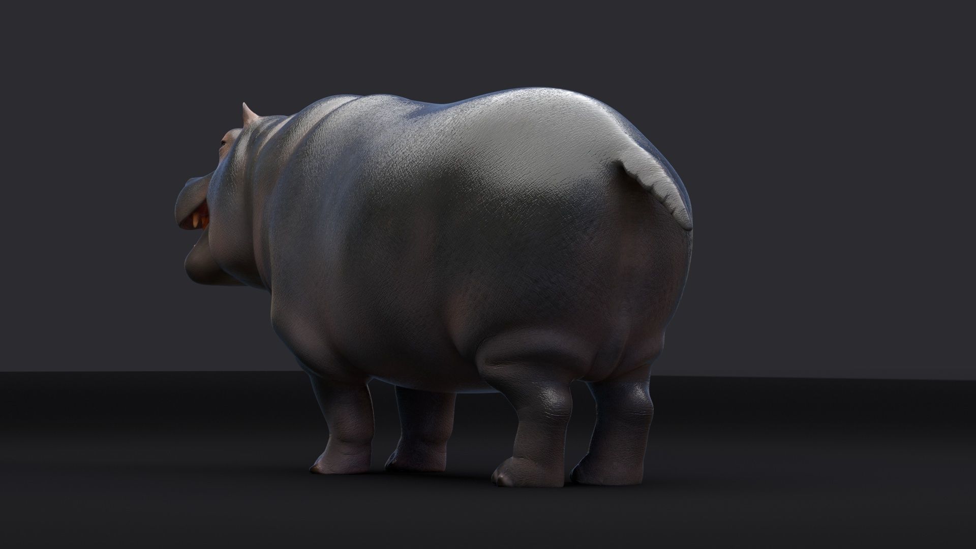 Hippopotamus 3D model_7