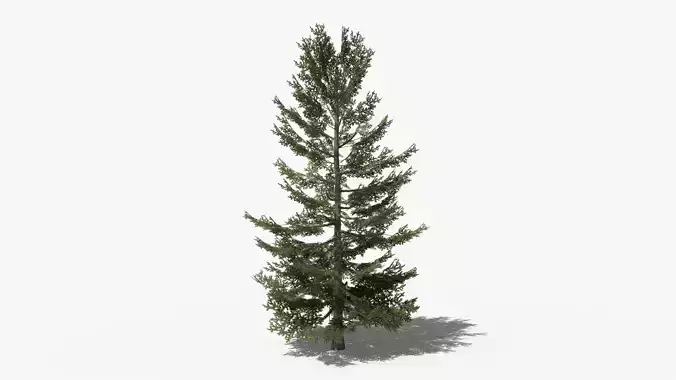 Pine v8 Low-poly 3D model