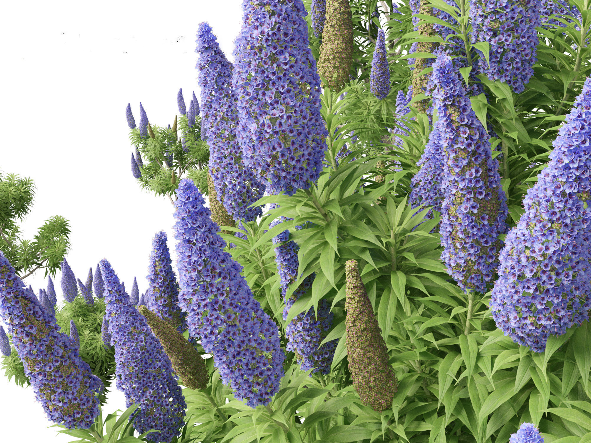Echium candicans - Pride of Madeira 3D model_9