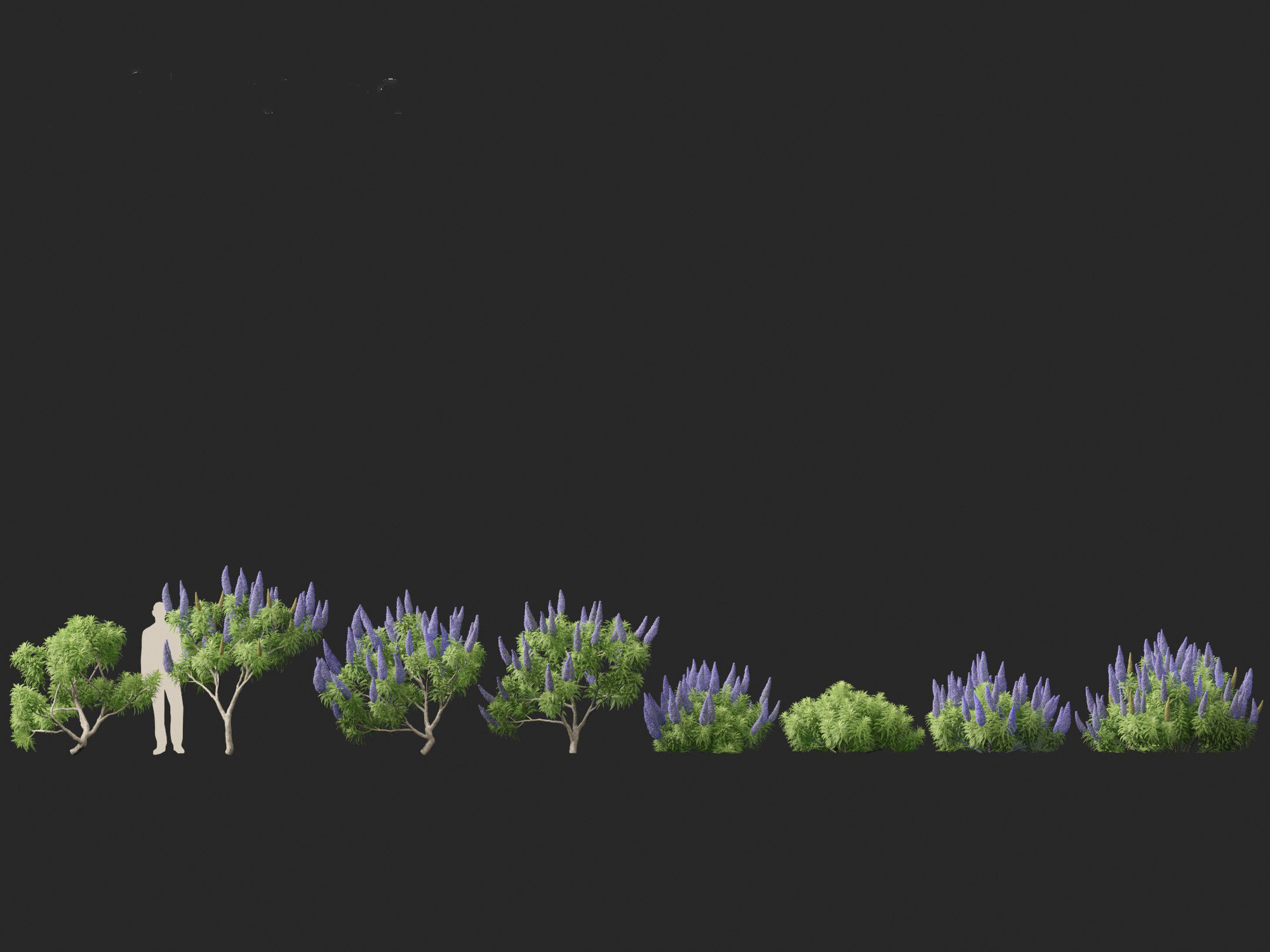 Echium candicans - Pride of Madeira 3D model_3
