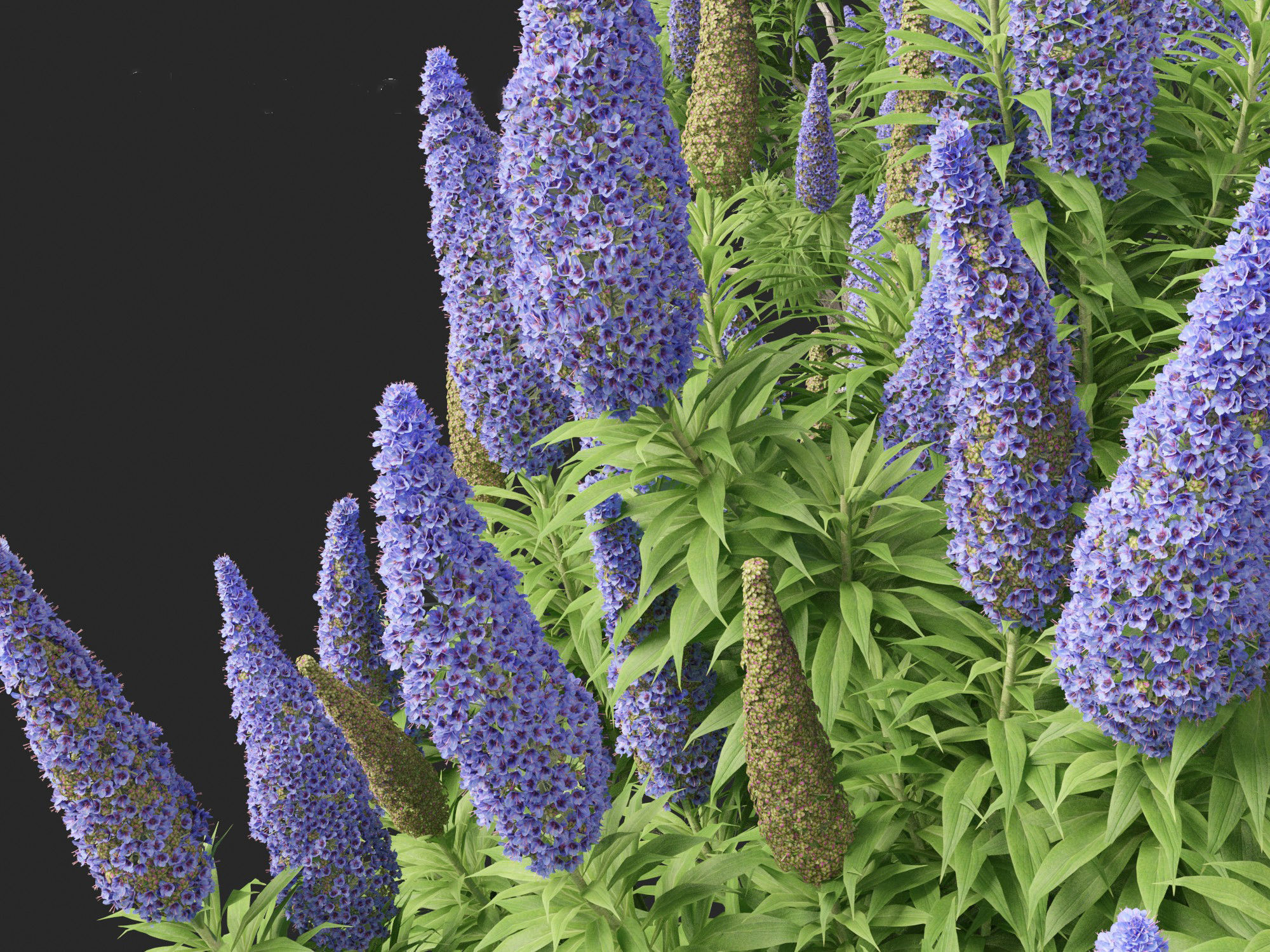Echium candicans - Pride of Madeira 3D model_2