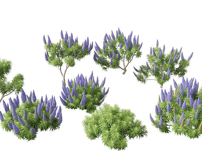 Echium candicans - Pride of Madeira 3D model