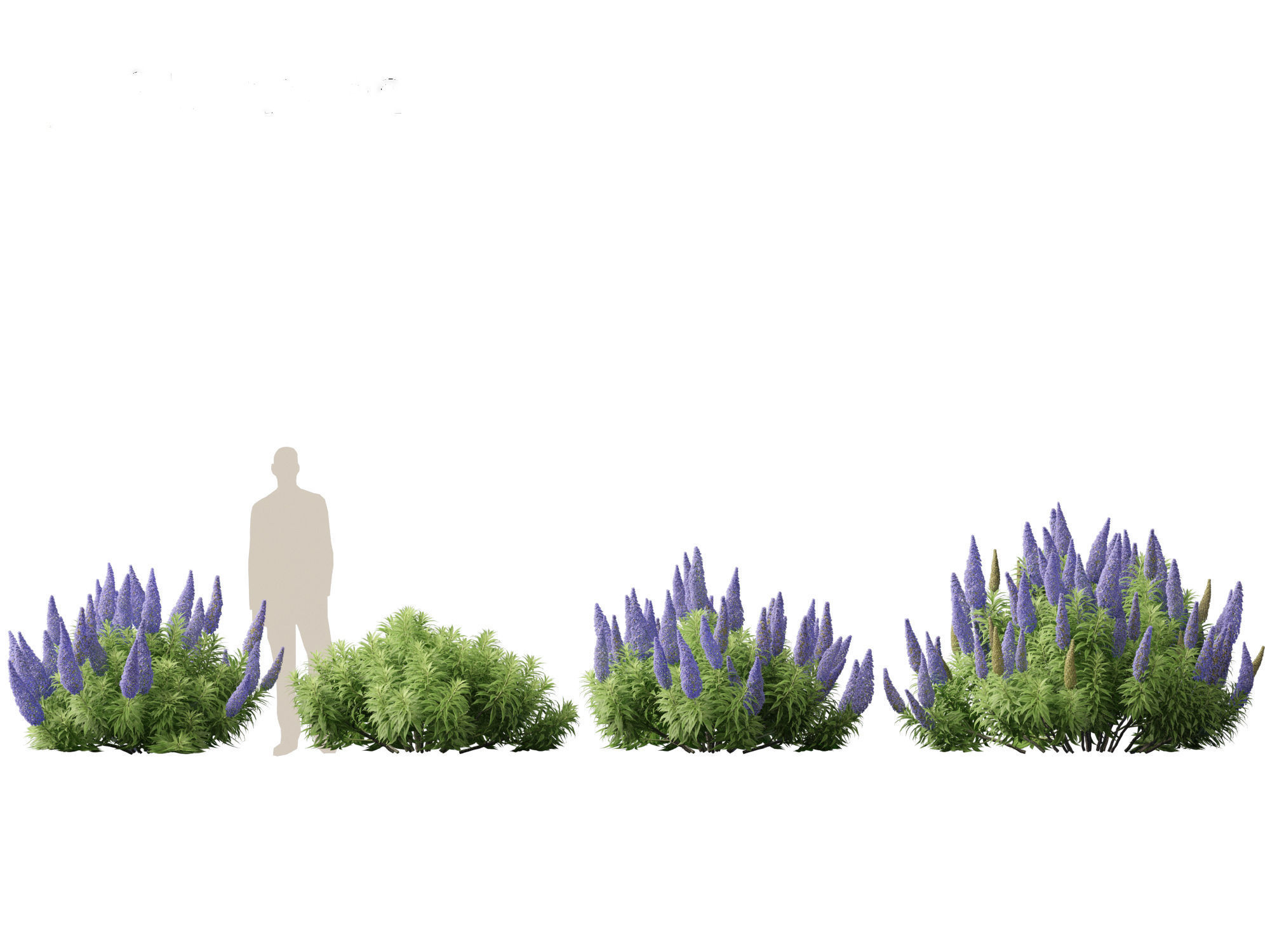 Echium candicans - Pride of Madeira 3D model_6