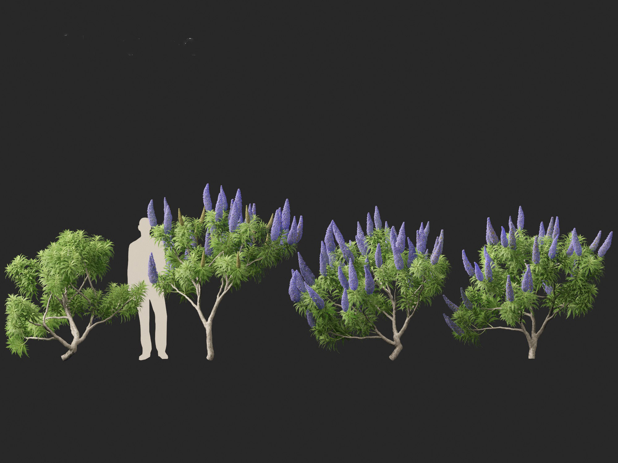 Echium candicans - Pride of Madeira 3D model_5