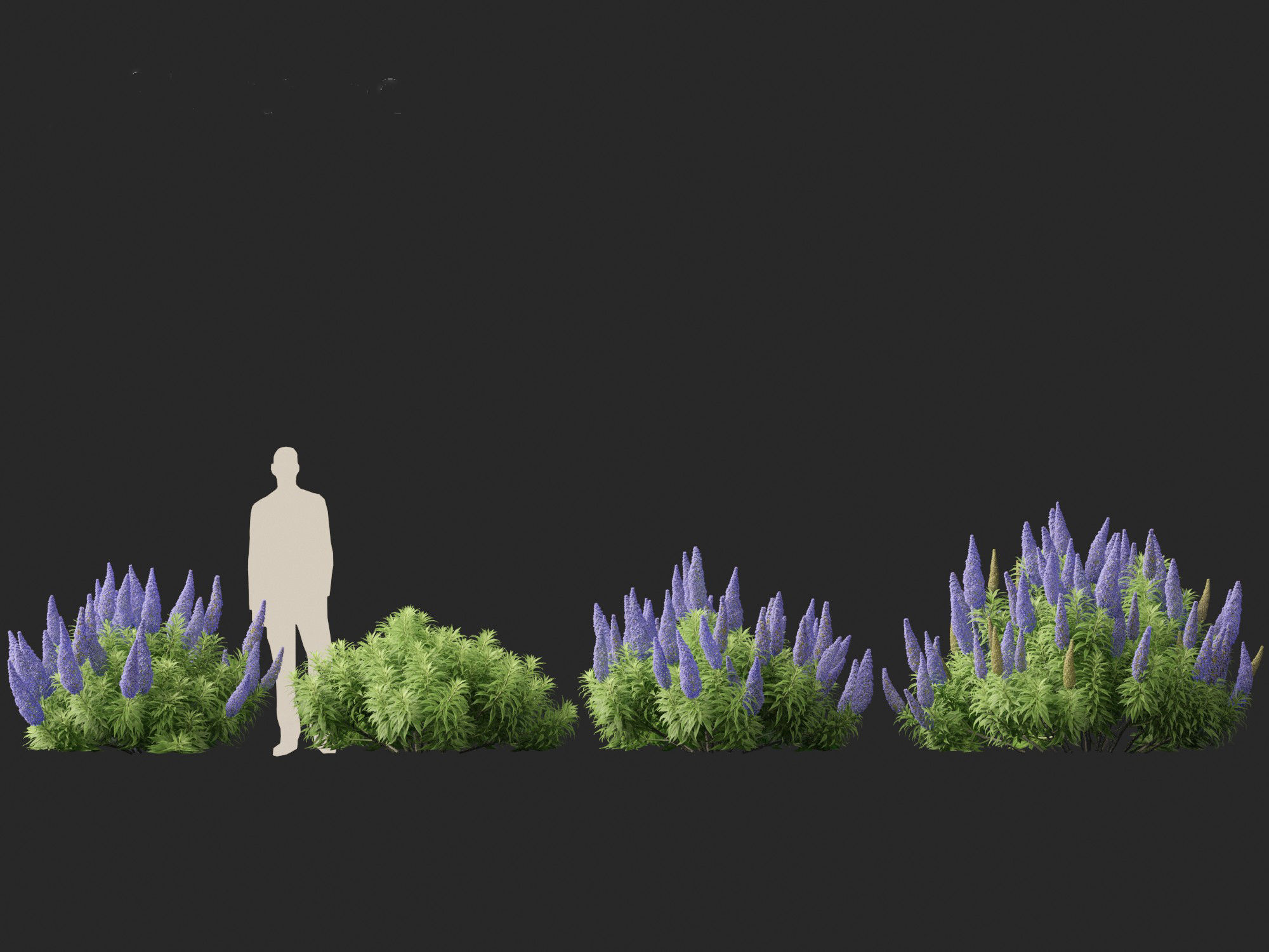 Echium candicans - Pride of Madeira 3D model_7