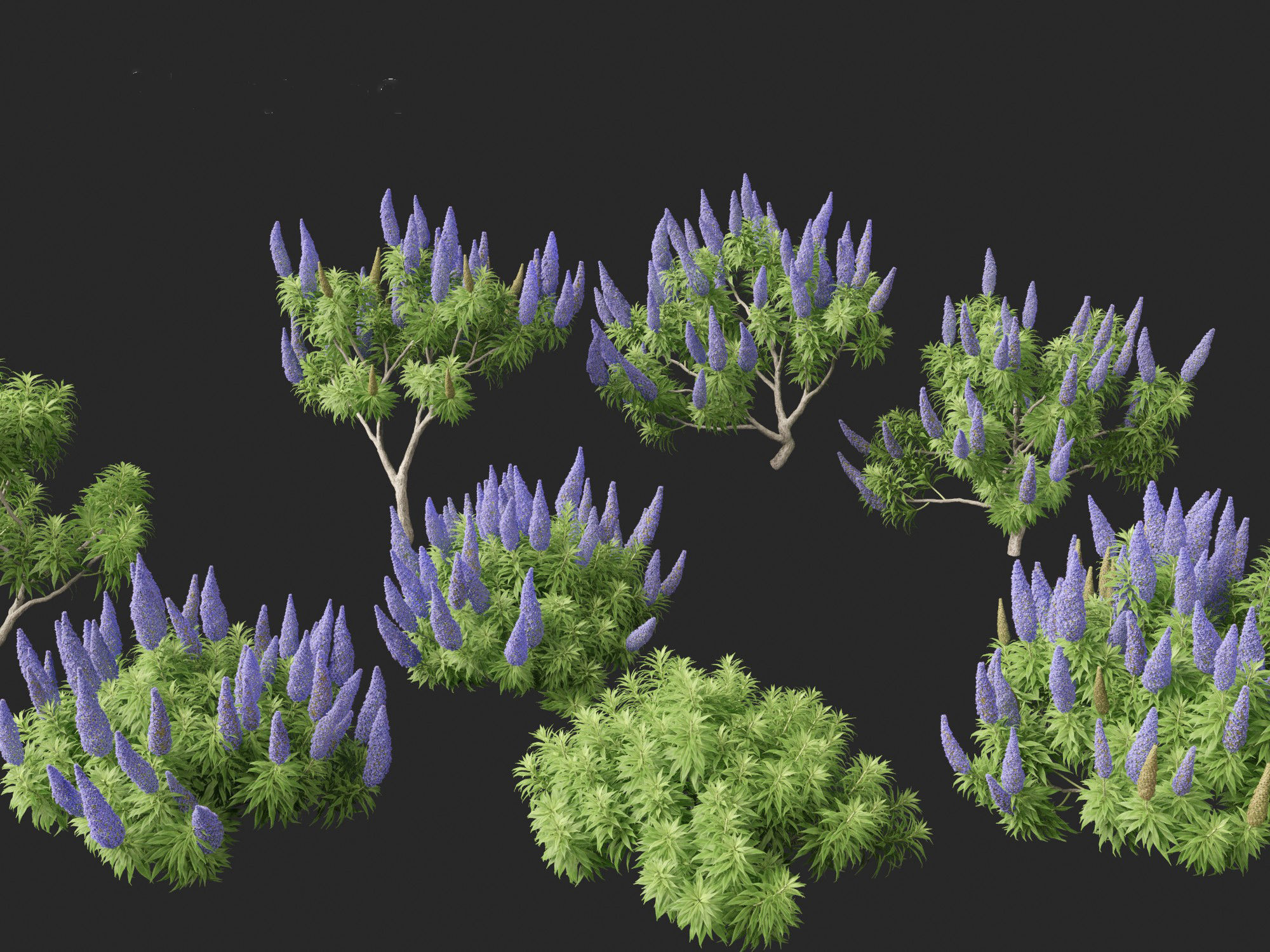 Echium candicans - Pride of Madeira 3D model_8