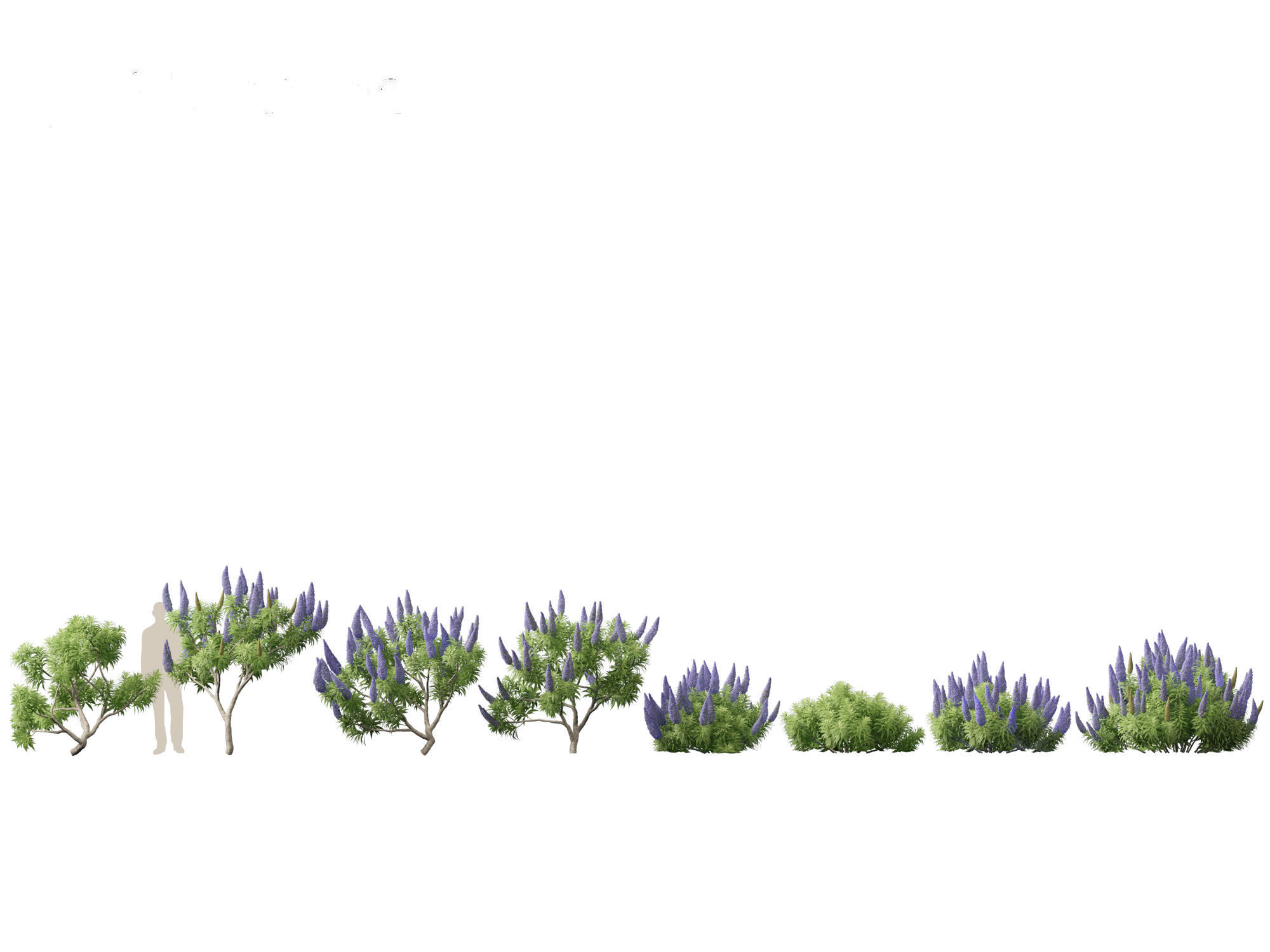 Echium candicans - Pride of Madeira 3D model_1