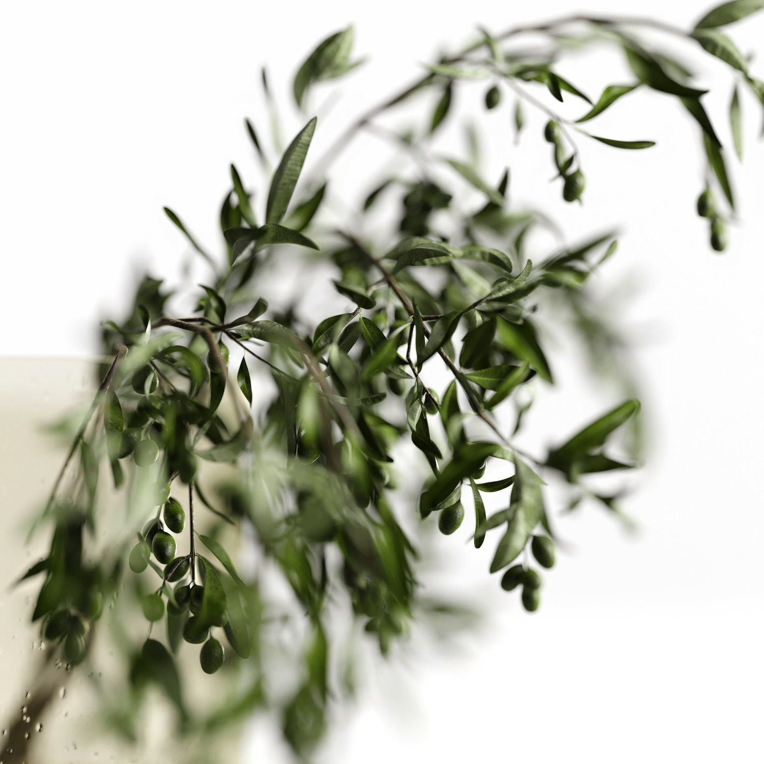 olive garden 3D model_3