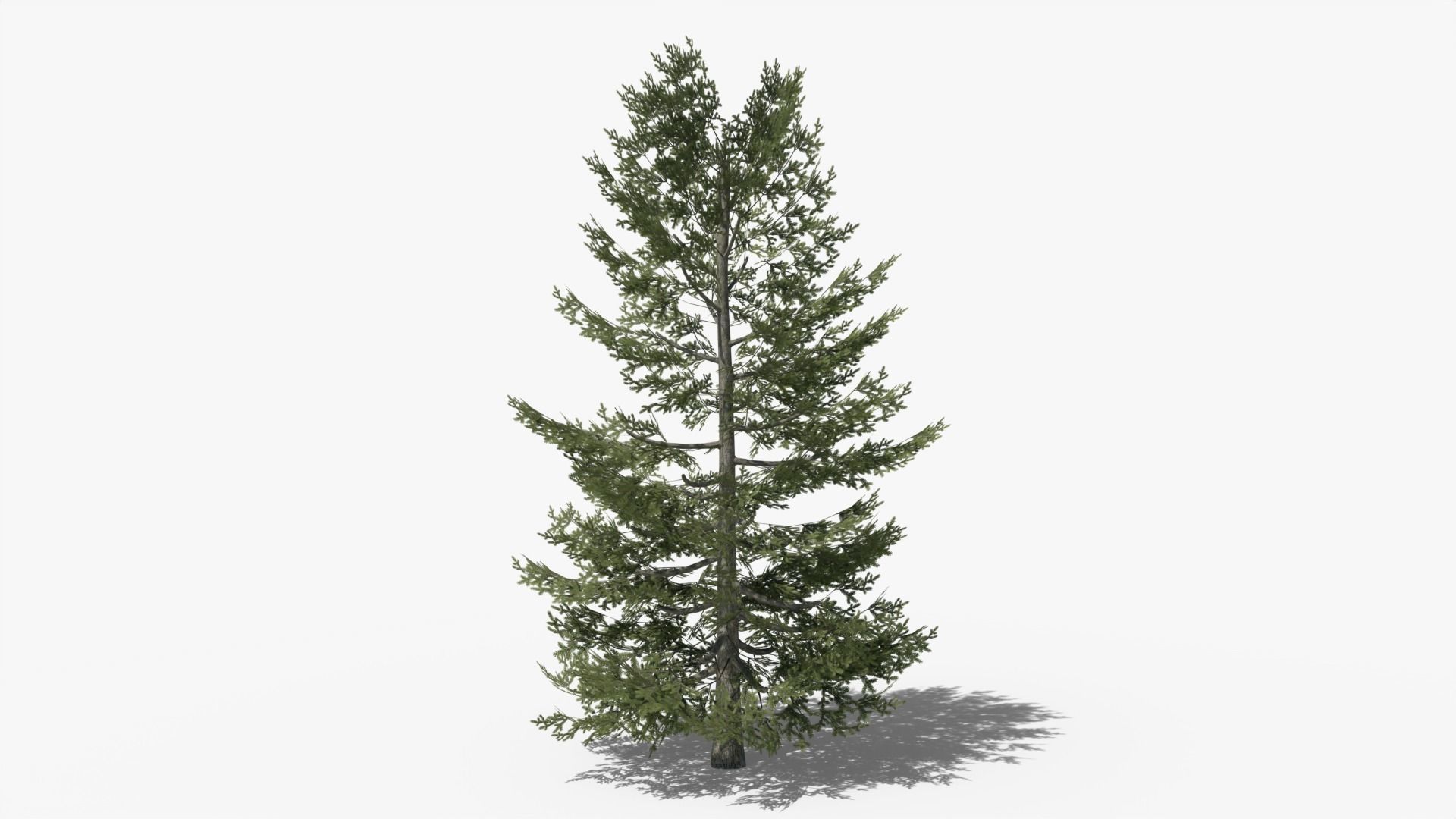 Pine v10 Low-poly 3D model_5