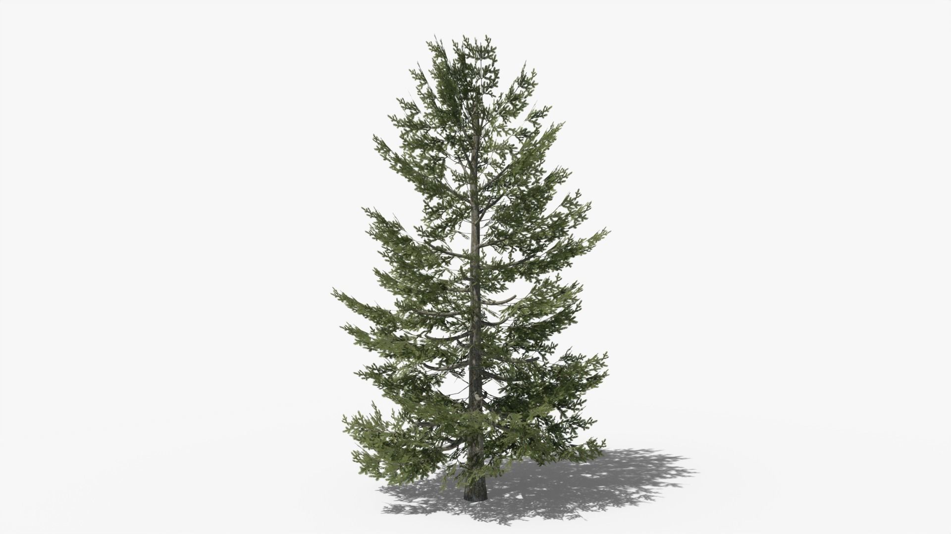 Pine v10 Low-poly 3D model_4