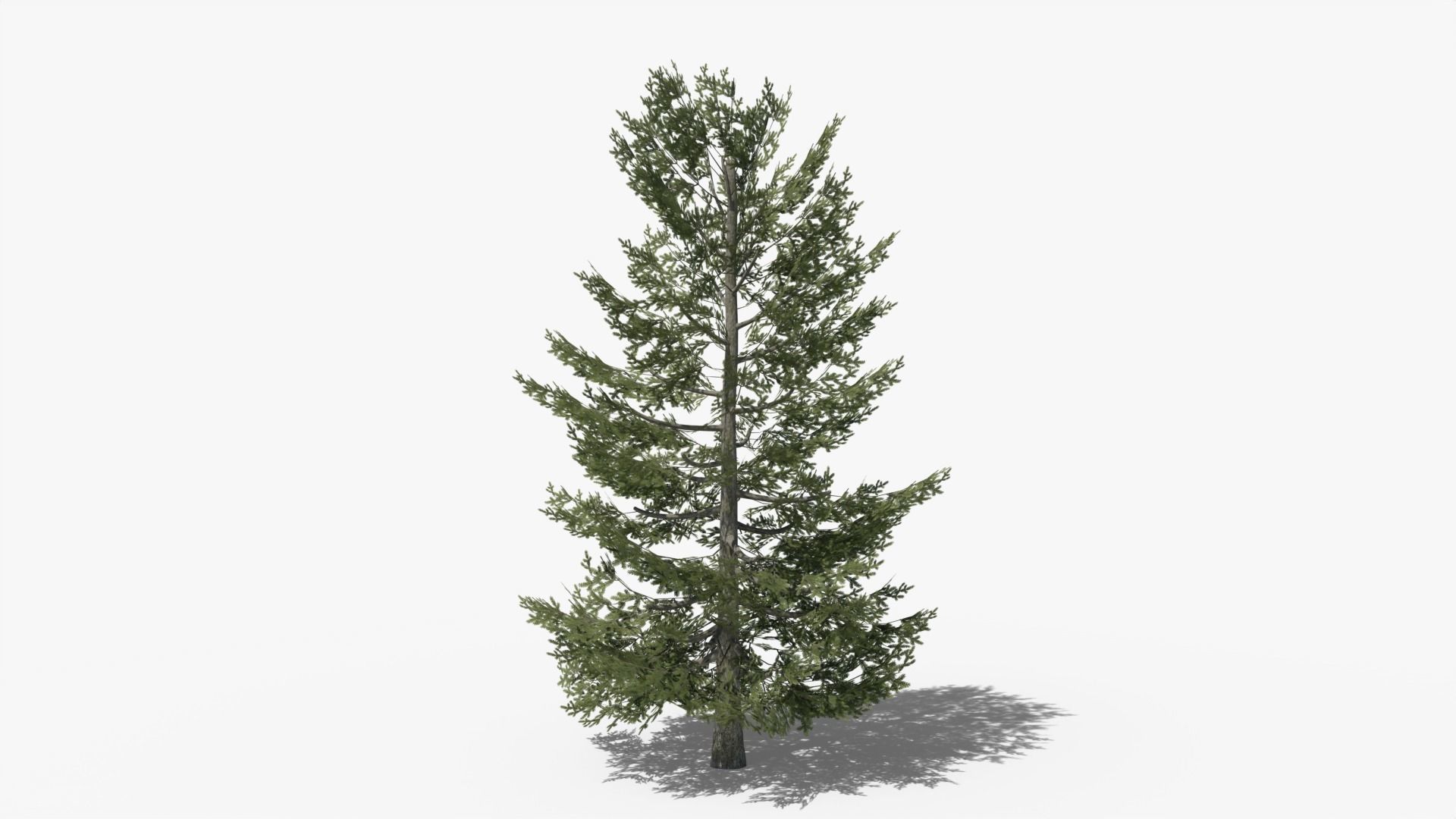 Pine v10 Low-poly 3D model_3