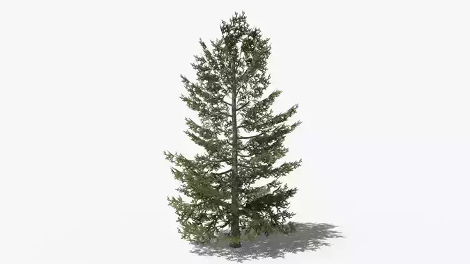 Pine v10 Low-poly 3D model