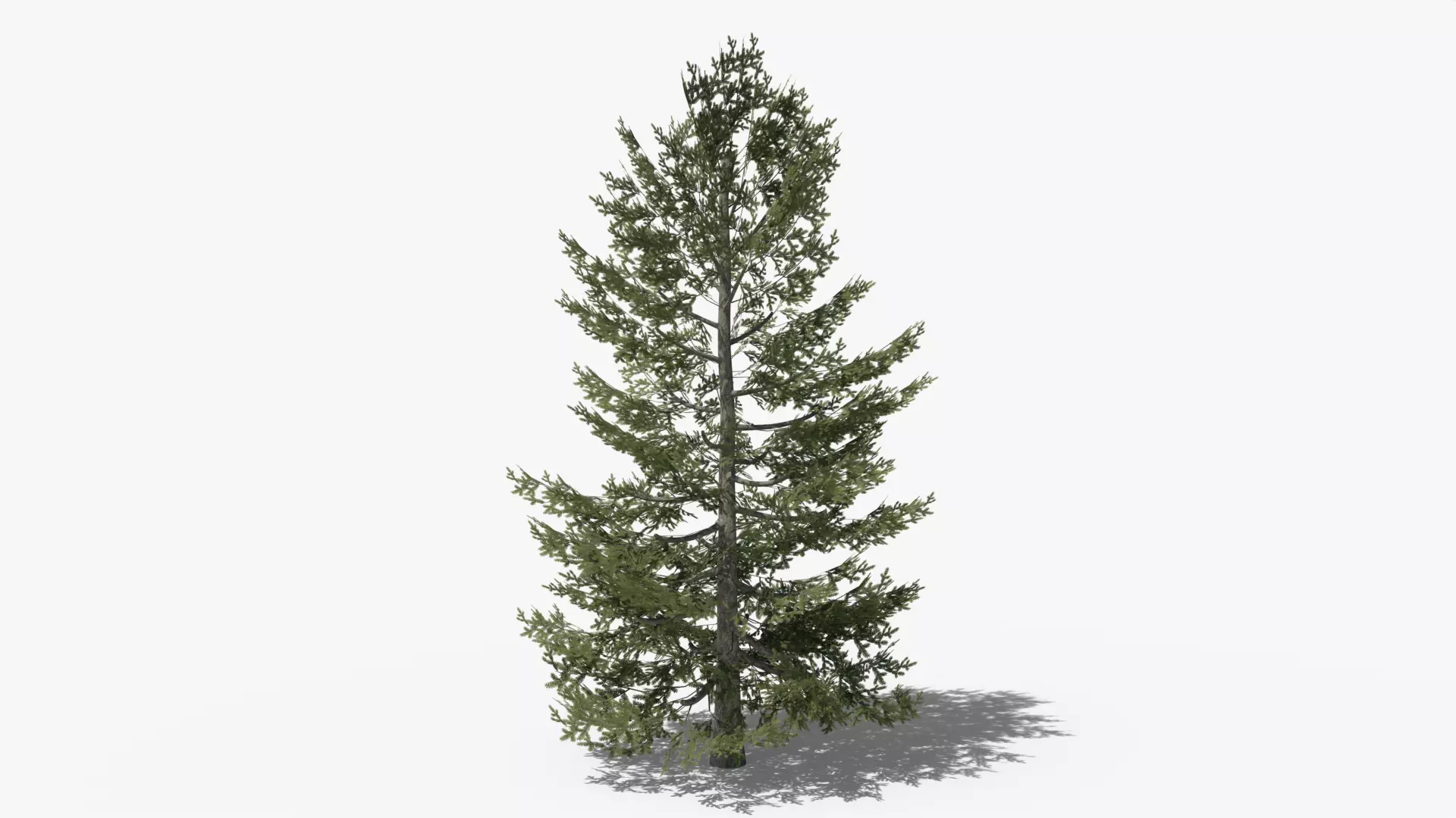 Pine v10 Low-poly 3D model_0