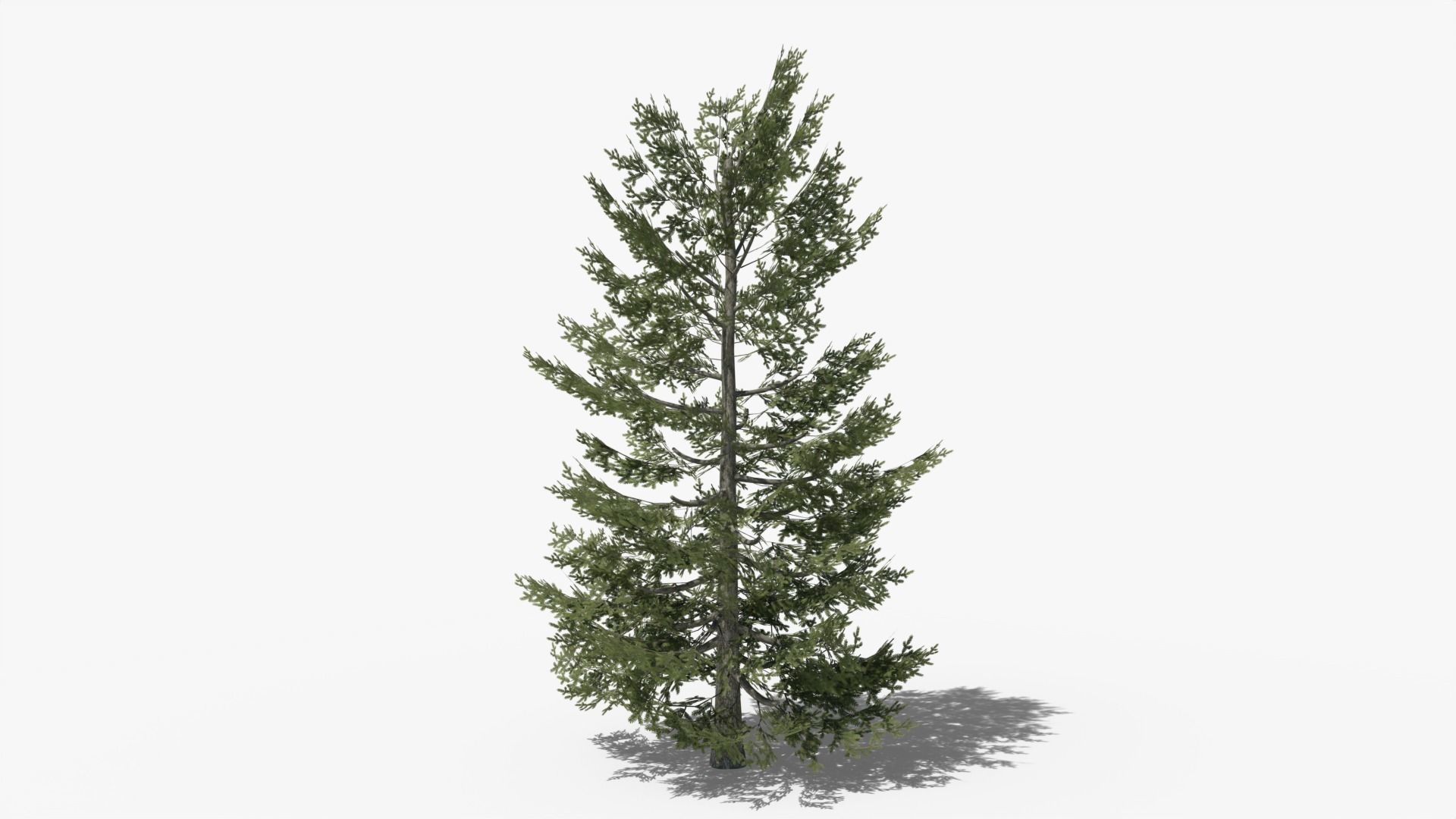 Pine v10 Low-poly 3D model_1