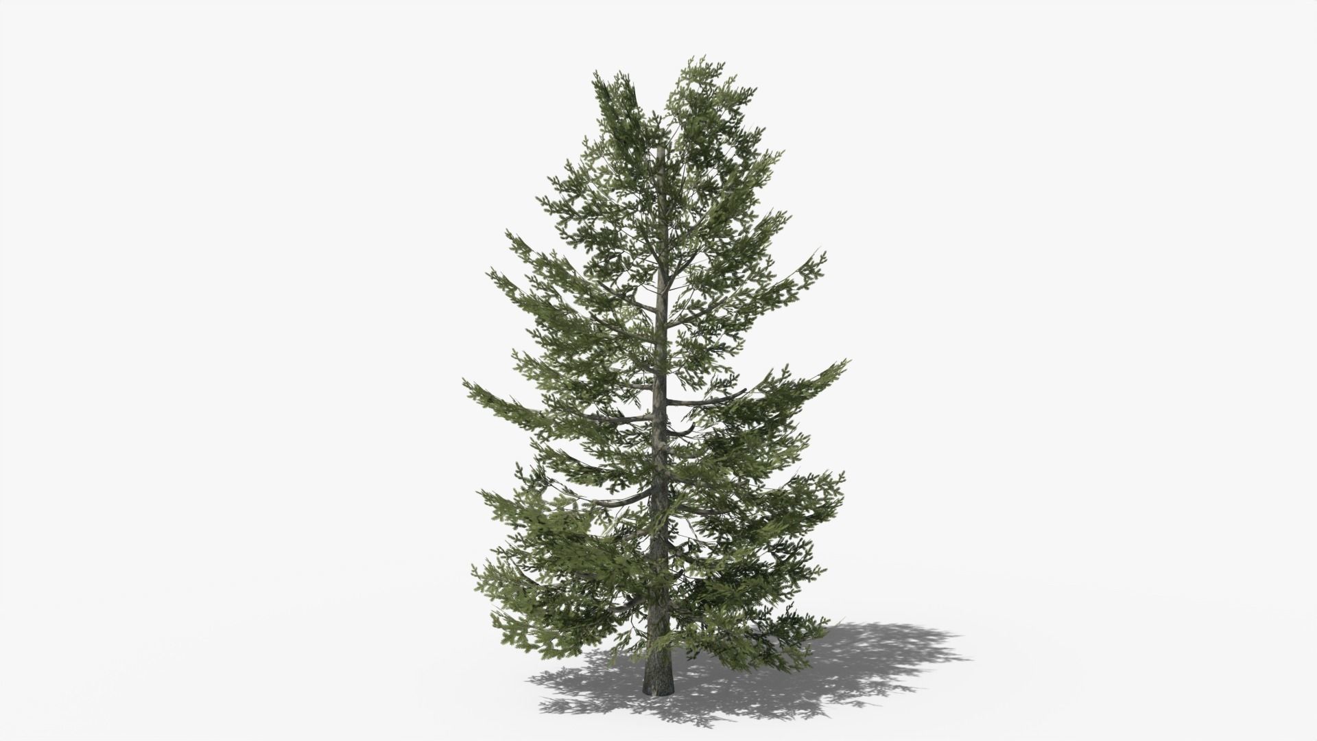 Pine v10 Low-poly 3D model_2