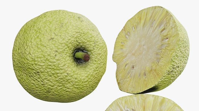 Osage orange 3D model 7