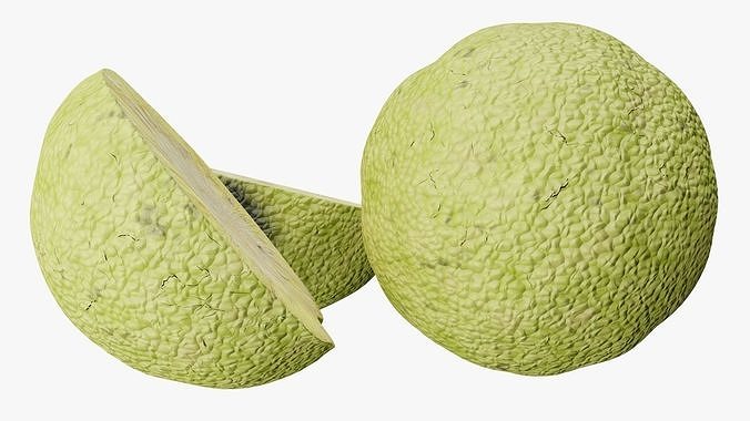 Osage orange 3D model 5