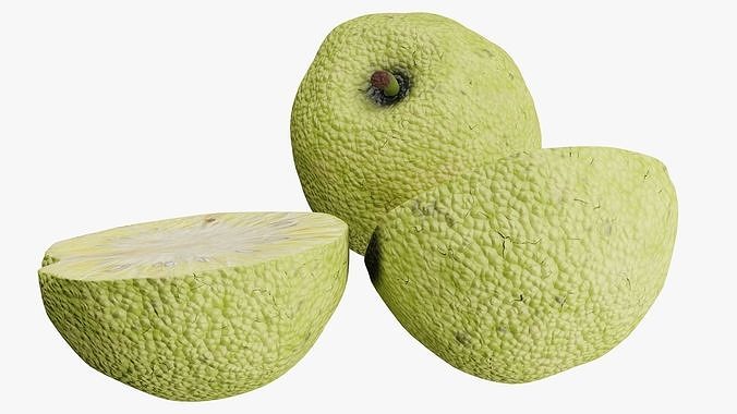 Osage orange 3D model 4
